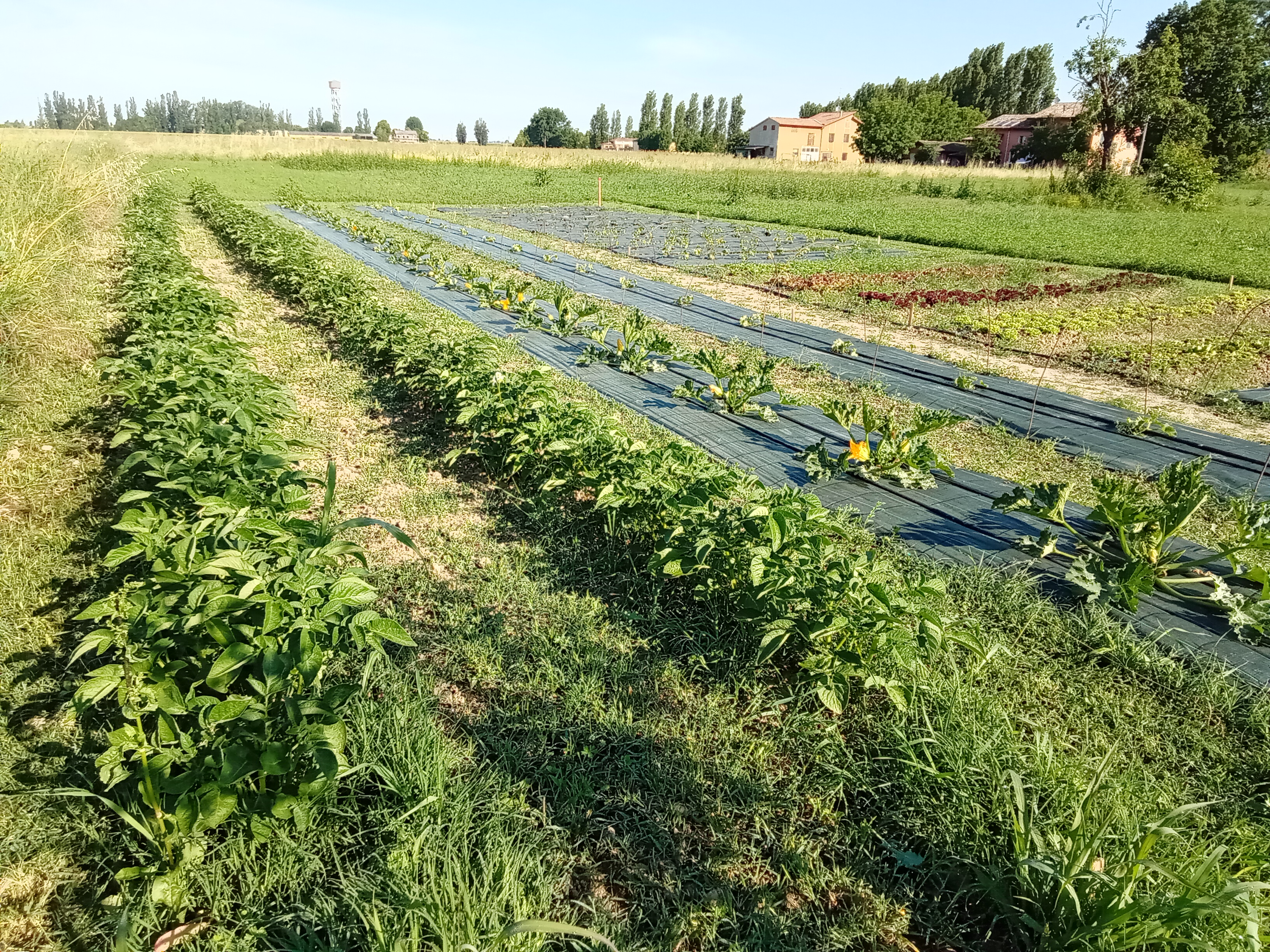 Le Verdure di Stagione - Az.Agricola Iotti